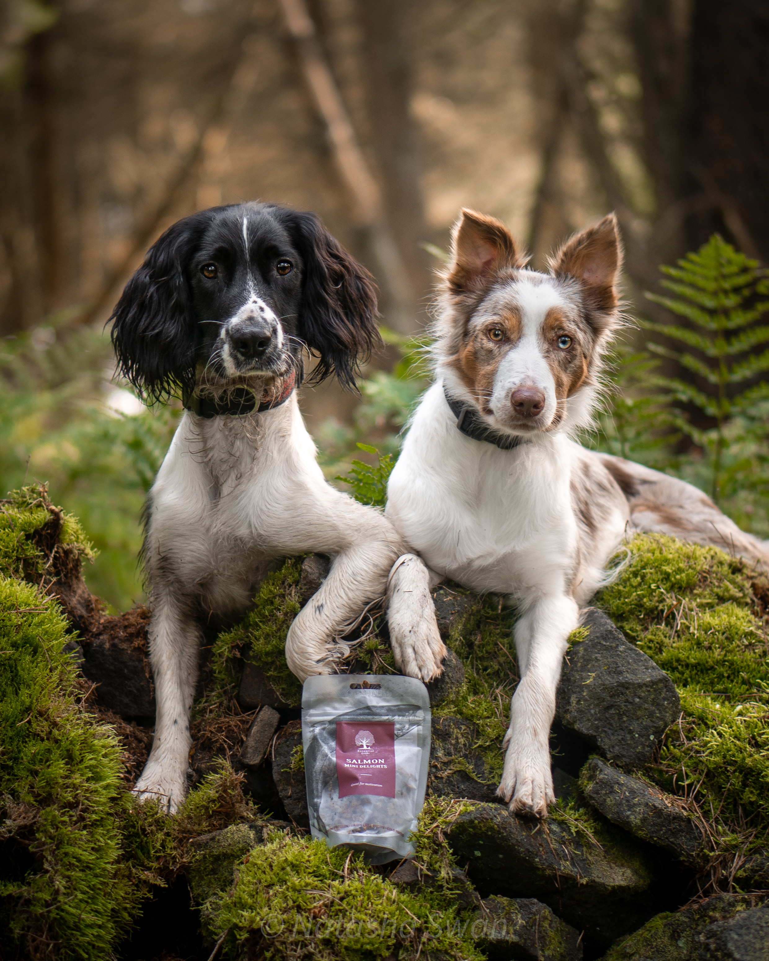 Two dogs with treats