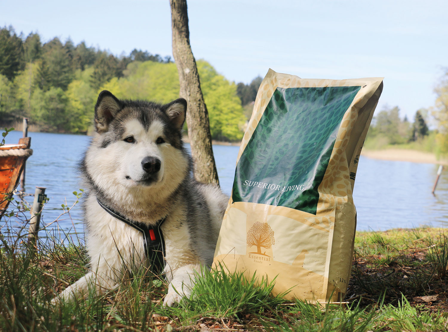 A dog with a meal bag