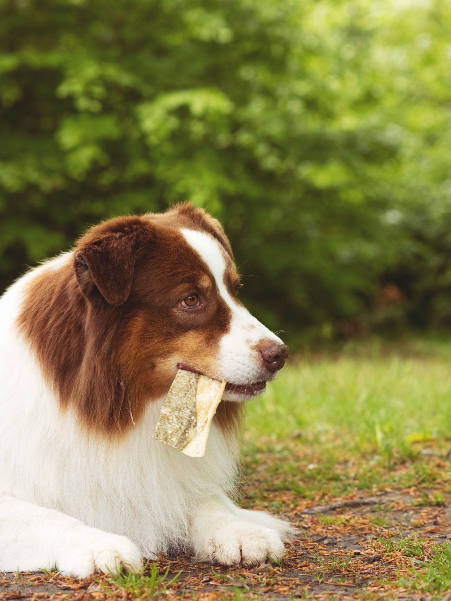 Dog chewing on treat
