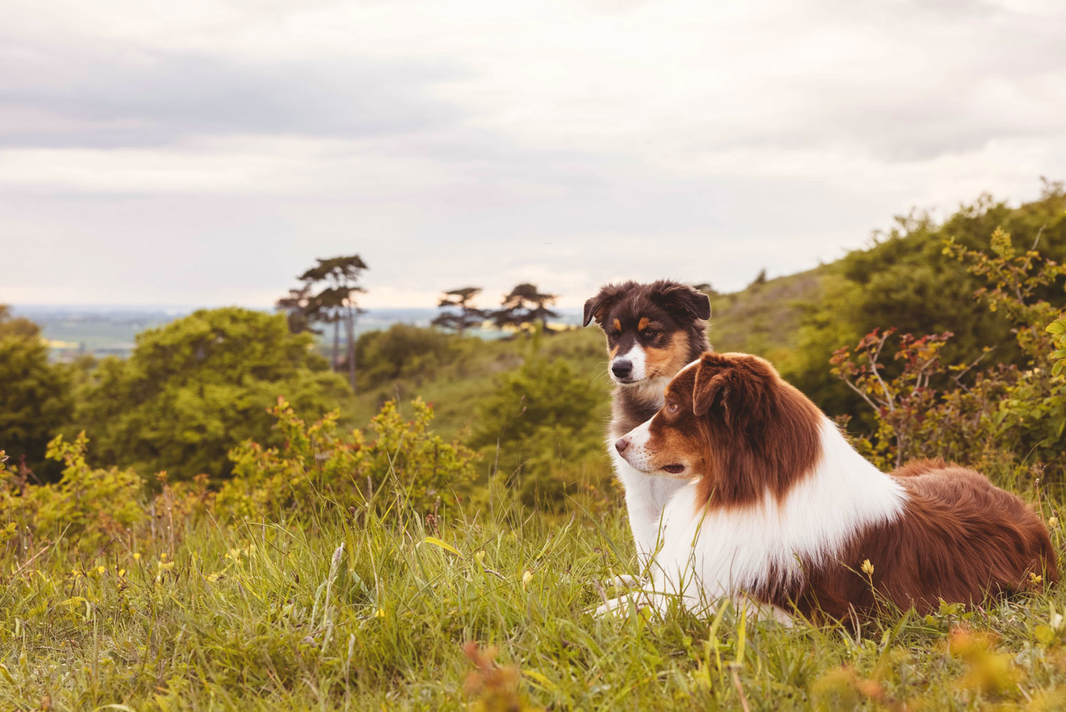Two dogs chilling