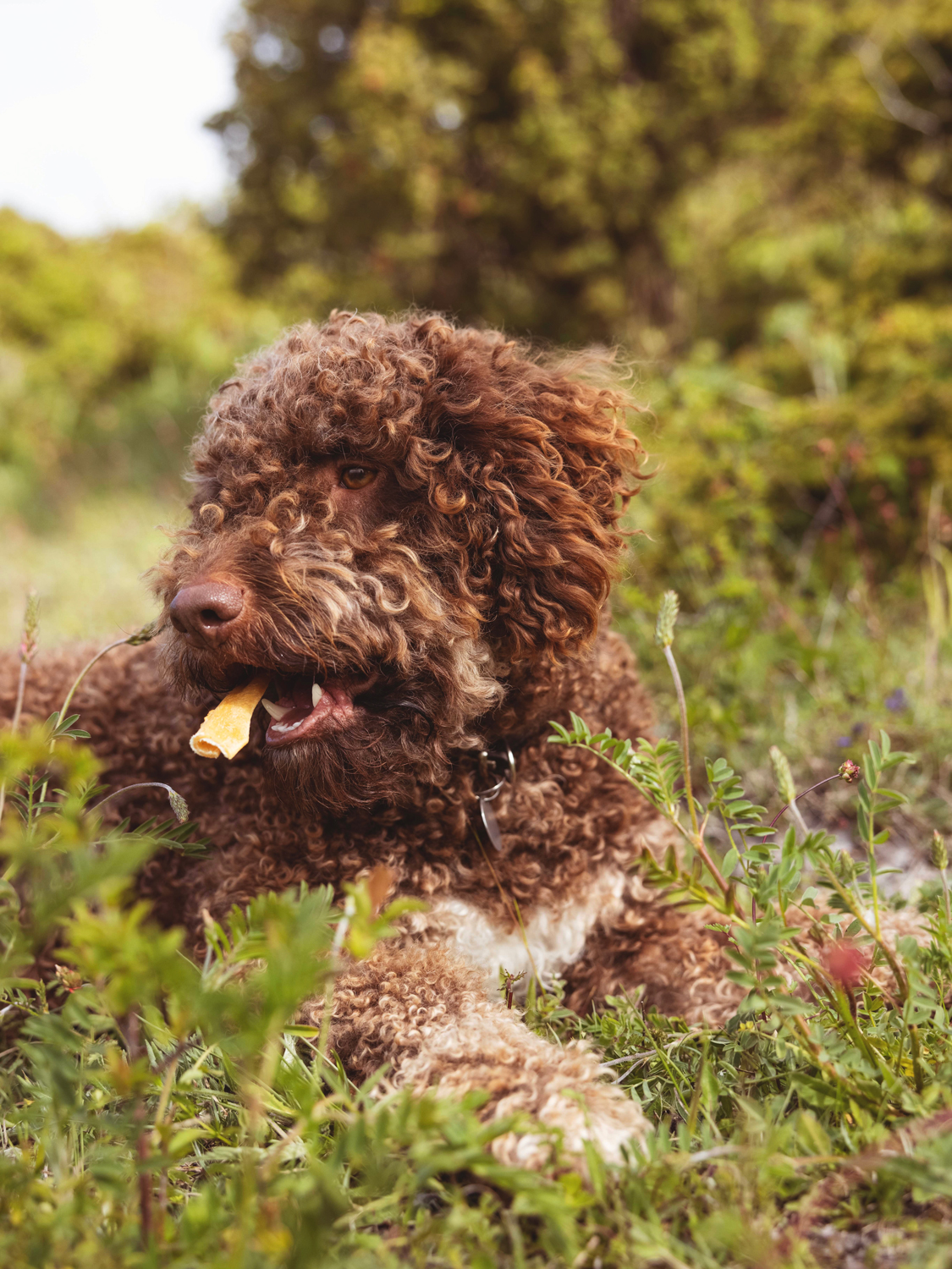 Dog snacking