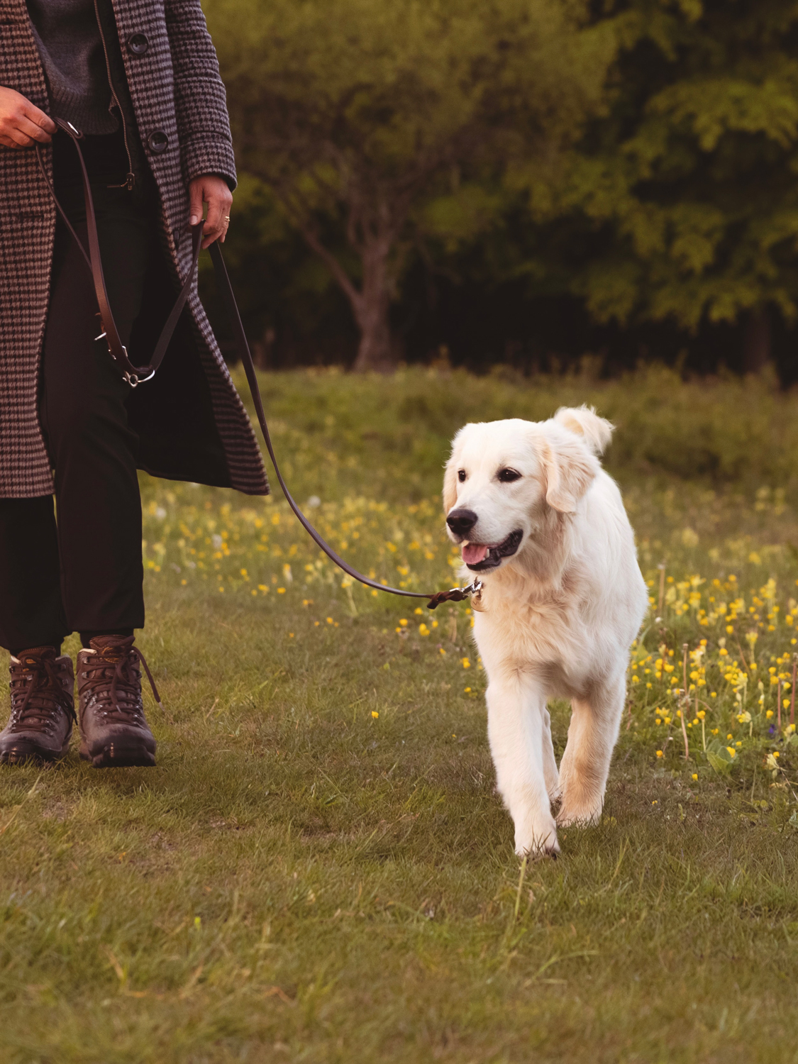 Woman walking a white dog in a field