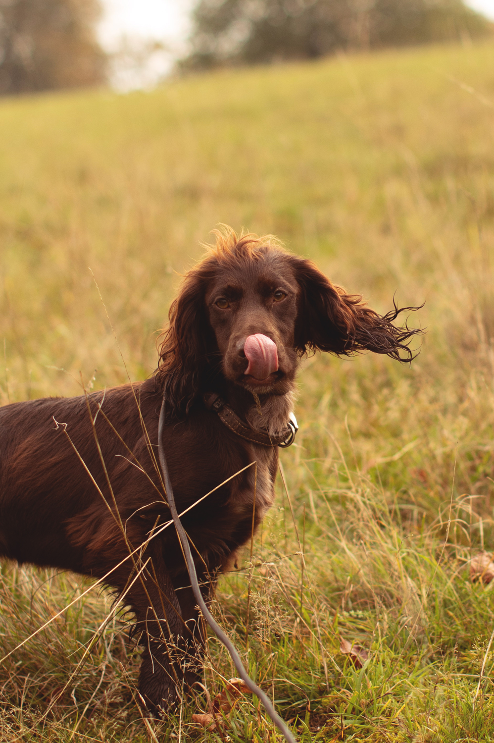 Dog standing on a field