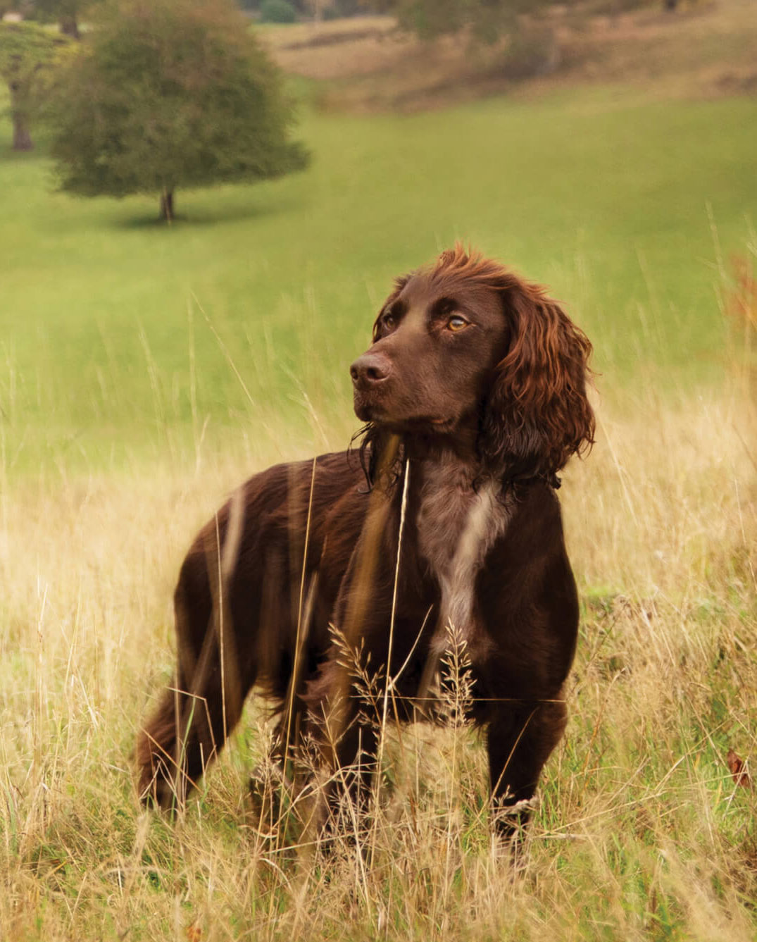 Brown dog standing in field